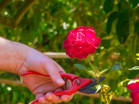 Hand using a shears in a garden Stock-Fotos
