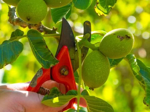 Hand using a shears in a garden Stock Photos