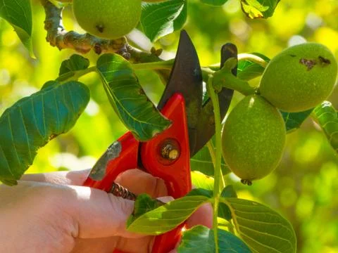 Hand using a shears in a garden Stock Photos