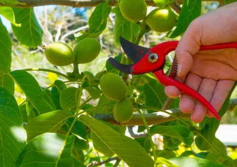 Hand using a shears in a garden Stock Photos