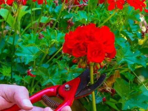 Hand using a shears in a garden Stock Photos