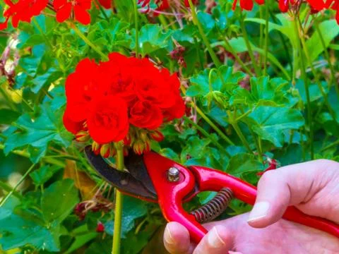 Hand using a shears in a garden Stock Photos
