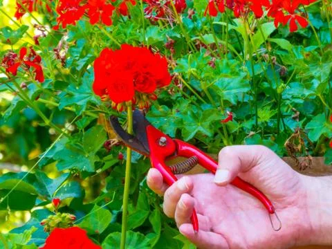 Hand using a shears in a garden Stock-Fotos