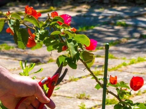Hand using a shears in a garden Stock Photos