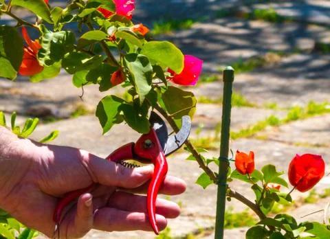 Hand using a shears in a garden Stock Photos