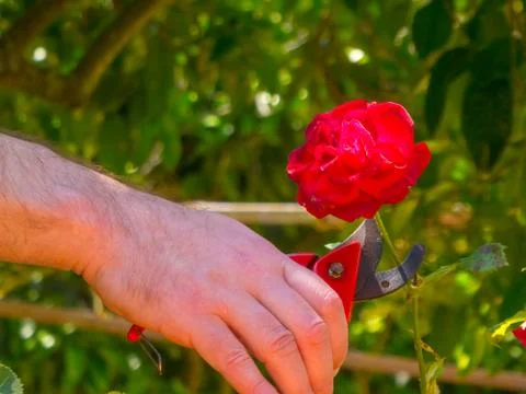 Hand using a shears in a garden Stock Photos