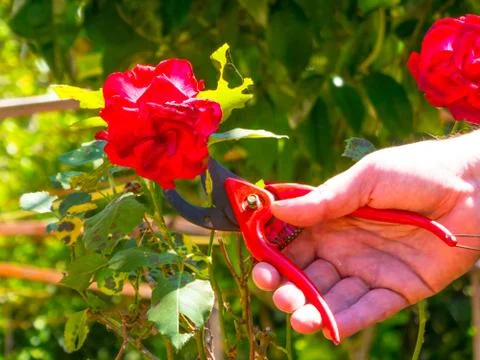 Hand using a shears in a garden Stock Photos
