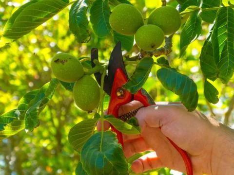 Hand using a shears in a garden Stock Photos