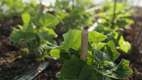 Hand using small hoe around young cucumber plants - close up Видео 130426650
