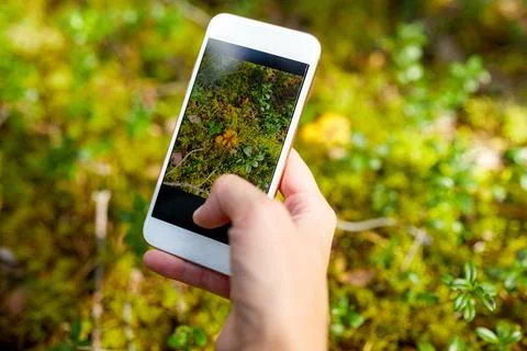 Hand using smartphone to identify mushrooms Stock Photos