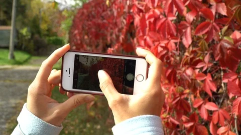 Hand using smartphone take a horizontal photo on flowers Stock Footage 95458603