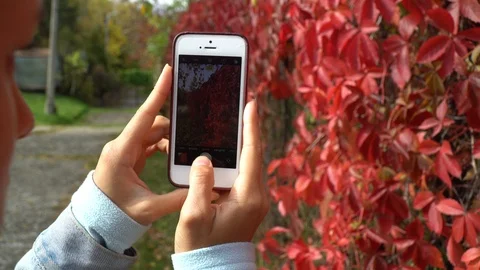 Hand using smartphone take a vertical photo on flowers Stock Footage 95458688