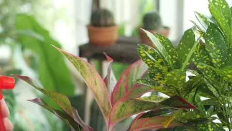 Hand using a spray bottle watering houseplants Video stock 150474815