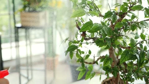 Hand using a spray bottle watering houseplants, Plant care concept Stock Footage 150474860
