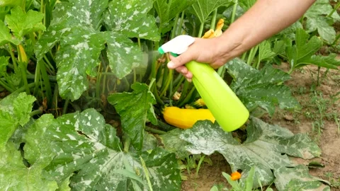 Hand using spray on zucchini yellow flower plant infected by many black aphids. Stock Footage 247974178
