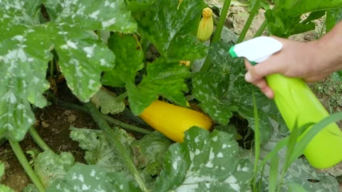 Hand using spray on zucchini yellow flower plant infected by many black aphids. Stock Footage 253906668