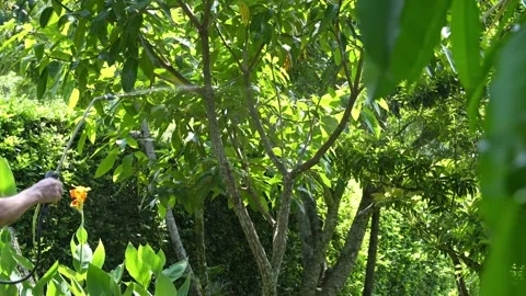 Hand Using Sprayer Hose to Apply Fertilizer on Fruit Tree Leaves Stock Footage 285106928