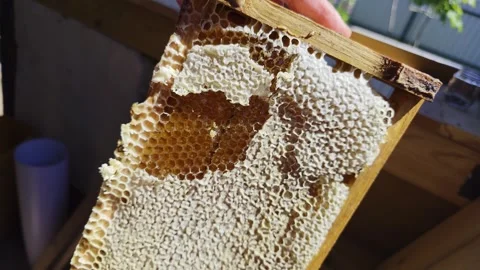 Hand using uncapping knife to remove wax capping from golden honeycomb held in Stock Footage 344846756