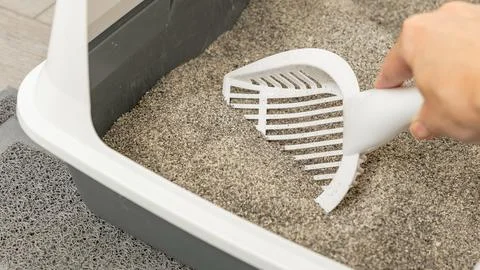 Hand using a white plastic scoop to clean a litter box filled with gray cat Stock Photos