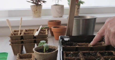 Hand using a wooden tool to pack soil into fiber seedling trays 動画素材 333704842