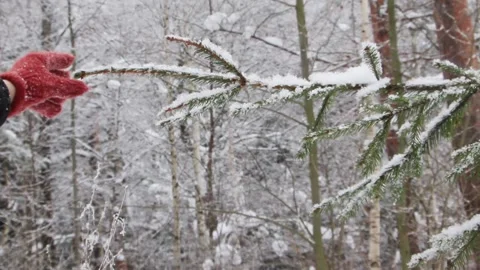 Hand in warm brown gloves shake of the snow from tree banch in winter forest Stock Footage 148509593