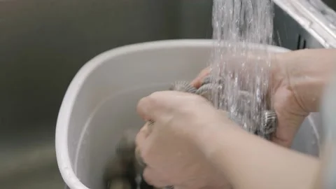 Hand washes and clean raw fresh cockles. Stock Footage 160030511