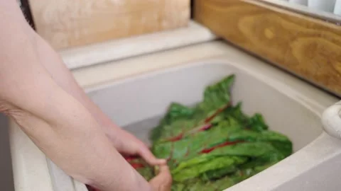 HAND WASHES BEET LEAVES Vídeos de archivo 151380687