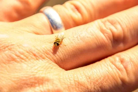 Hand Wasp Foto stock