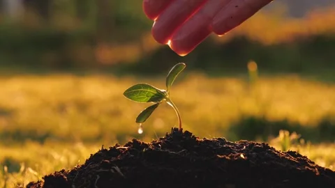 Hand Watering Of Young Seedling Tree Planted In Ground Against Rays Of Sunset Stock Footage 244326413