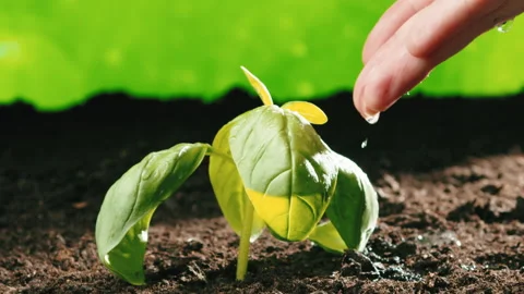 Hand waters sprouts of plants Video stock 238540906