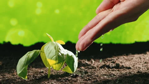 Hand waters sprouts of plants Stock Footage 238841173