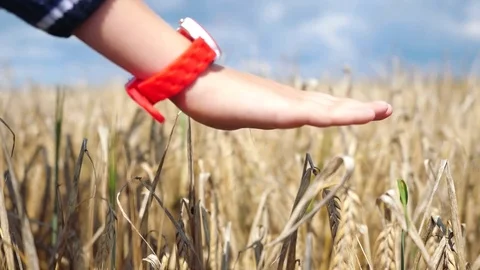 Hand wears clock touches ears of wheat. Hand of a child touching ripening wheat Stock Footage 79438645