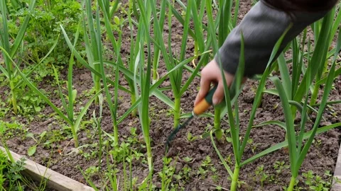 Hand weeding garlic beds in spring garden with green shoots and fresh soil Stock Footage 309304076