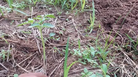 Hand weeding grass around a small tomato plant in the garden Video stock 335442374