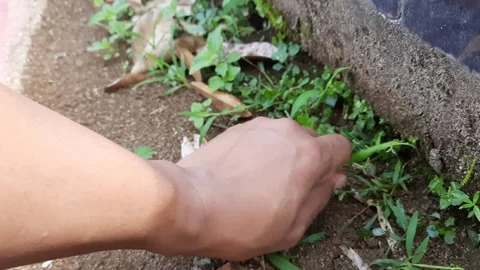 Hand Weeding Grass. Manual weed removal Stock Footage 301866585