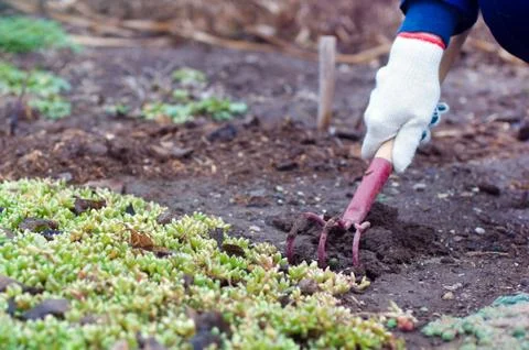 Hand weeding with the rake Stock Photos