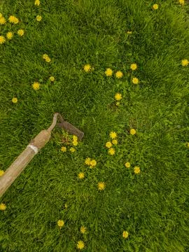 Hand weeding tool removing yellow dandelions in garden Stock Photos