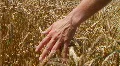 Hand In Wheat Field HD Footage