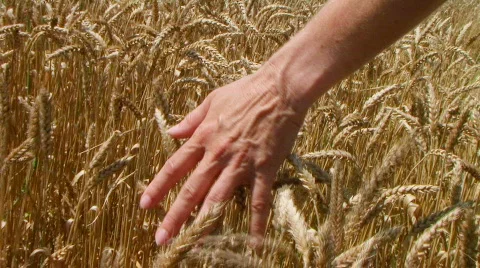 Hand In Wheat Field Stock Footage