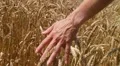 Hand In Wheat Field HD Footage