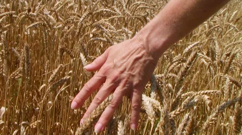 Hand In Wheat Field Video stock 8600576