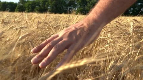 Hand on wheat field Video stock 135729806