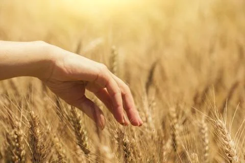 Hand in wheat field Stock Photos