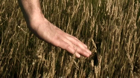 Hand in wheat field V2 - HD Stock Footage 778225