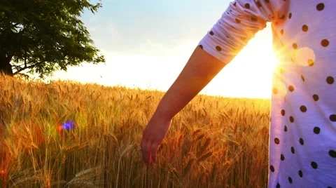 Hand in Wheat Stock Footage 51749739