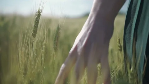 Hand in wheat Stock Footage 77534038