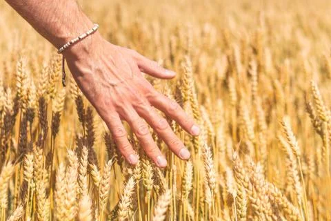 Hand with wheat Stock Photos