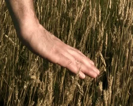 Hand in wheat V1 - PAL Stock Footage 10737809