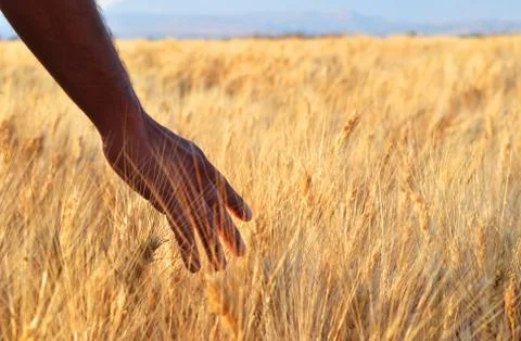 Hand in Wheats Stock Photos