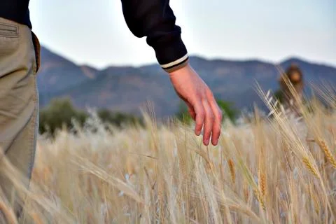 Hand in wheats Stock Photos